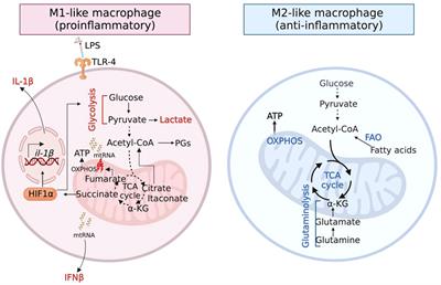 Editorial: Understanding the effects of metabolites and trace minerals on microbes during infection